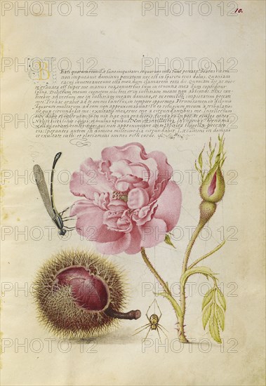 Damselfly, French Rose, Spanish Chestnut, and Spider; Joris Hoefnagel, Flemish , Hungarian, 1542 - 1600, and Georg Bocskay