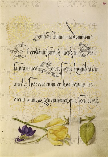 Sweet Violet and Spanish Broom; Joris Hoefnagel, Flemish , Hungarian, 1542 - 1600, and Georg Bocskay, Hungarian, died 1575
