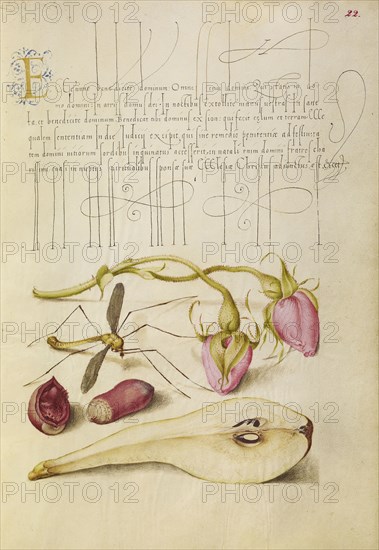 French Rose, Crane Fly, European Filbert, and Pear; Joris Hoefnagel, Flemish , Hungarian, 1542 - 1600, and Georg Bocskay