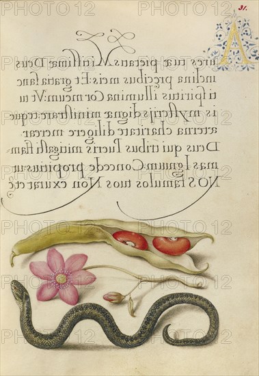 Kidney Bean, Poppy Anemone, and Adder; Joris Hoefnagel, Flemish , Hungarian, 1542 - 1600, and Georg Bocskay, Hungarian, died