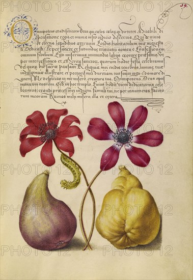 Poppy Anemones, Caterpillar, Fig, and Quince; Joris Hoefnagel, Flemish , Hungarian, 1542 - 1600, and Georg Bocskay Hungarian