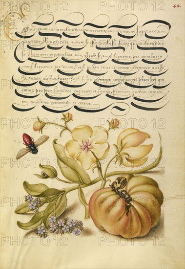 Insect, Moth Mullein, Forget-Me-Not, and Tomato; Joris Hoefnagel, Flemish , Hungarian, 1542 - 1600, and Georg Bocskay