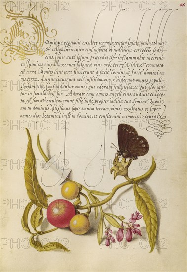 Ringlet, False Jerusalem Cherry, and Milkwort; Joris Hoefnagel, Flemish , Hungarian, 1542 - 1600, and Georg Bocskay, Hungarian