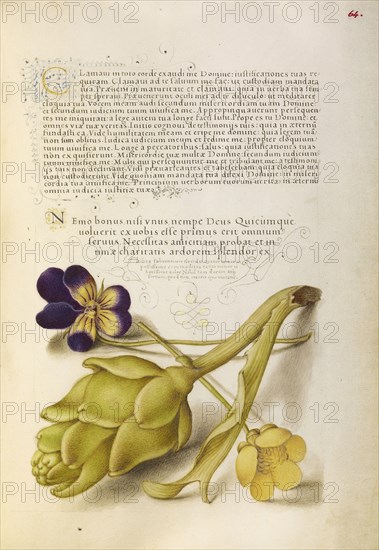 Wild Pansy and Artichoke; Joris Hoefnagel, Flemish , Hungarian, 1542 - 1600, and Georg Bocskay, Hungarian, died 1575, Vienna