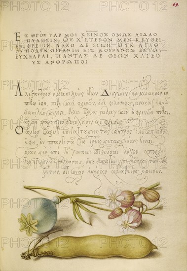 Opium Poppy, Bladder Campion, and Broad Bean; Joris Hoefnagel, Flemish , Hungarian, 1542 - 1600, and Georg Bocskay, Hungarian