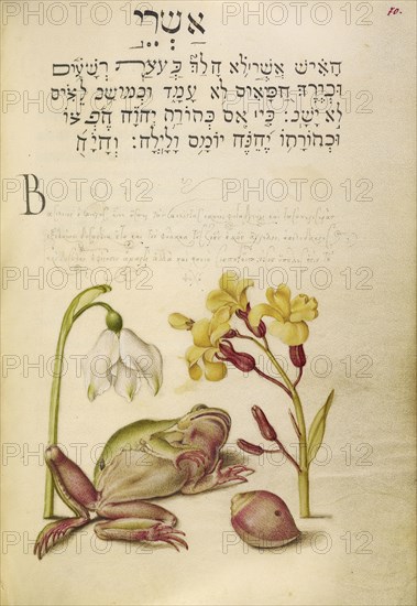 Spring Snowflake, Tree Frog, Wallflower, and Marine Mollusk; Joris Hoefnagel, Flemish , Hungarian, 1542 - 1600, and Georg