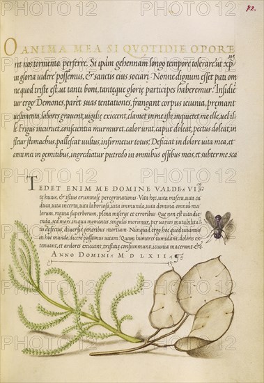 House Fly, Lavender Cotton, and Money Plant; Joris Hoefnagel, Flemish , Hungarian, 1542 - 1600, and Georg Bocskay, Hungarian