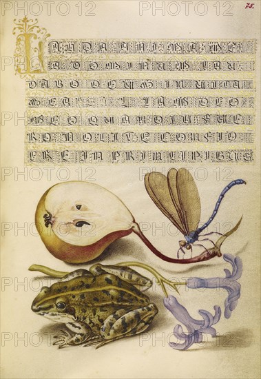Pear, Lake Demoiselle, Moor Frog, and Hyacinth; Joris Hoefnagel, Flemish , Hungarian, 1542 - 1600, and Georg Bocskay, Hungarian