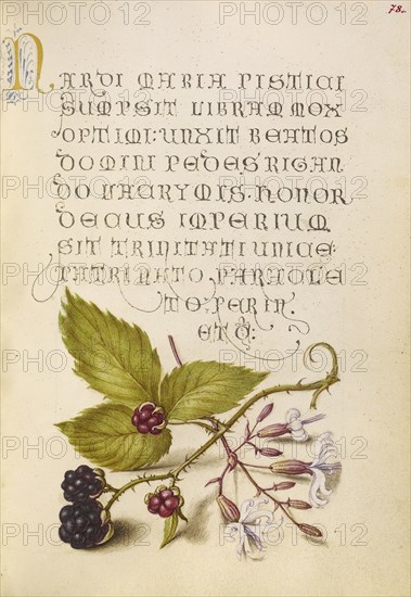 Blackberry and Nottingham Catchfly; Joris Hoefnagel, Flemish , Hungarian, 1542 - 1600, and Georg Bocskay, Hungarian, died 1575