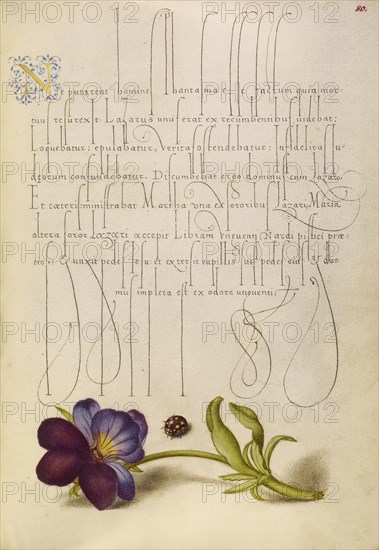 Ladybird and European Wild Pansy; Joris Hoefnagel, Flemish , Hungarian, 1542 - 1600, and Georg Bocskay, Hungarian, died 1575