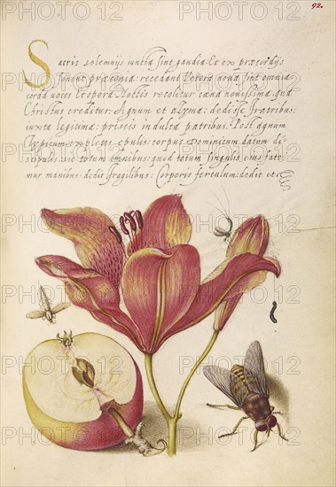 Insects, Orange Lily, Caterpillar, Apple, and Horse Fly; Joris Hoefnagel, Flemish , Hungarian, 1542 - 1600, and Georg Bocskay