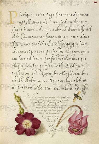 Insect, Balkan Primrose, and Alpine Violet; Joris Hoefnagel, Flemish , Hungarian, 1542 - 1600, and Georg Bocskay, Hungarian