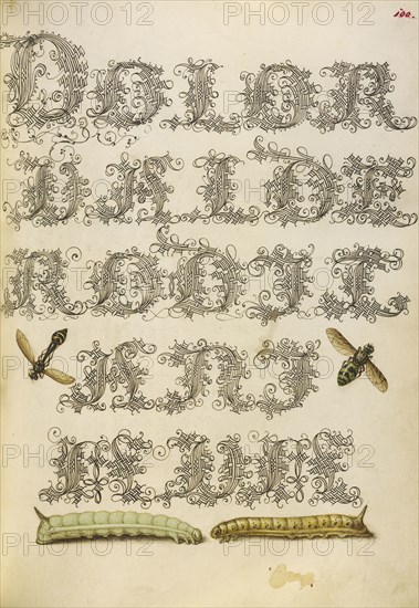 Potter Wasp, Hover Fly, and Caterpillars; Joris Hoefnagel, Flemish , Hungarian, 1542 - 1600, and Georg Bocskay, Hungarian