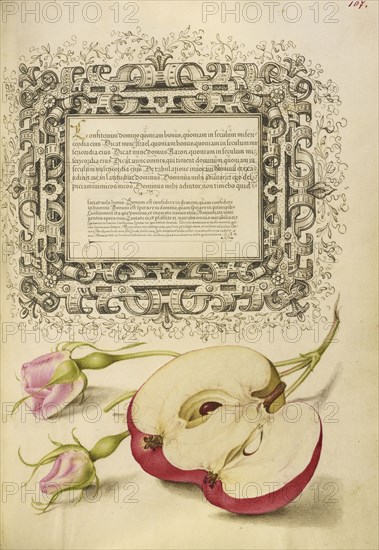 French Rose and Apple; Joris Hoefnagel, Flemish , Hungarian, 1542 - 1600, and Georg Bocskay, Hungarian, died 1575, Vienna