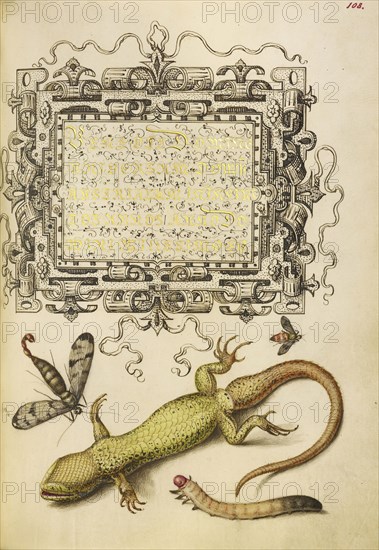 Scorpionfly, Insect, Lizard, and Insect Larva; Joris Hoefnagel, Flemish , Hungarian, 1542 - 1600, and Georg Bocskay, Hungarian