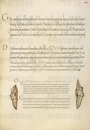 Butterfly Pupae; Joris Hoefnagel, Flemish , Hungarian, 1542 - 1600, and Georg Bocskay, Hungarian, died 1575, Vienna, Austria