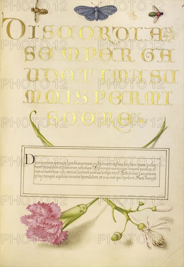 Insects, Carnation, and Judas Tree; Joris Hoefnagel, Flemish , Hungarian, 1542 - 1600, and Georg Bocskay, Hungarian, died 1575