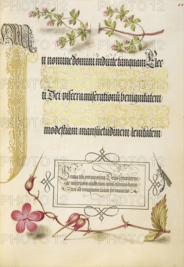Basil Thyme, Insect, and Herb Robert; Joris Hoefnagel, Flemish , Hungarian, 1542 - 1600, and Georg Bocskay, Hungarian