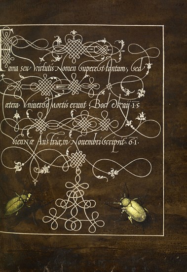 Ground Beetle and Scarab; Joris Hoefnagel, Flemish , Hungarian, 1542 - 1600, and Georg Bocskay, Hungarian, died 1575, Vienna