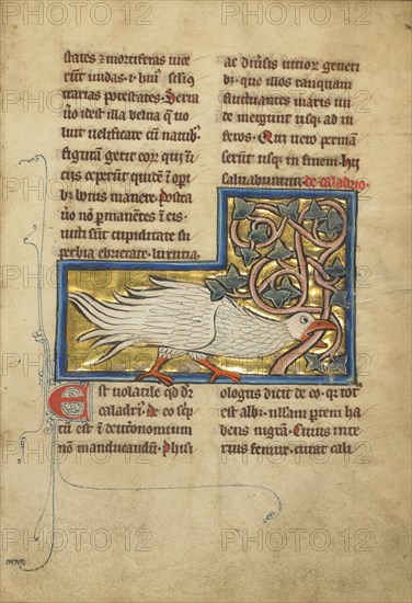 A Plover; Thérouanne ?, France, formerly Flanders, fourth quarter of 13th century, after 1277, Tempera colors, pen and ink