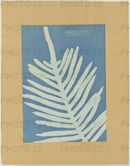 Polypodium Aureum, Jamaica, Anna Atkins, British, 1799 - 1871, and Anne Dixon, British, 1799 - 1877, 1854; Cyanotype
