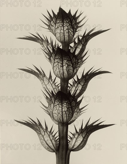 Acanthus mollis; Karl Blossfeldt, German, 1865 - 1932, Berlin, Germany; 1928; Gelatin silver print; 25.8 × 19.9 cm