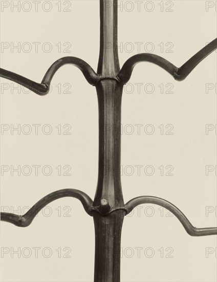 Impatiens glandulifera; Karl Blossfeldt, German, 1865 - 1932, Berlin, Germany; 1928; Gelatin silver print; 25.9 × 20 cm