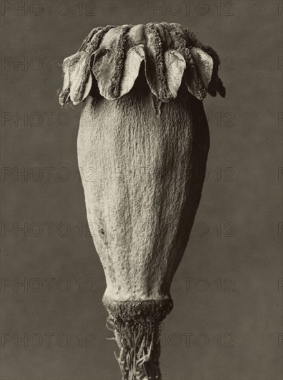 Papaver orientalis; Karl Blossfeldt, German, 1865 - 1932, Berlin, Germany; 1928 - 1932; Gelatin silver print; 25.9 × 19.4 cm