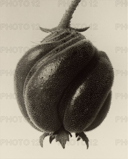 Blumenbachia hieronymi, Loasaceae, Karl Blossfeldt, German, 1865 - 1932, Berlin, Germany; 1932; Gelatin silver print