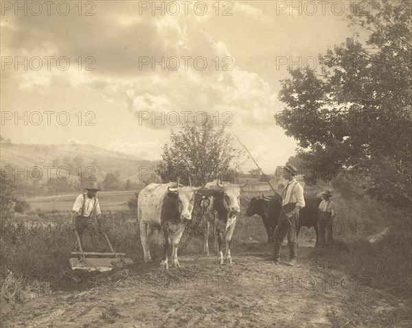 Men with Cattle; Robert S. Redfield, American, 1849 - 1923, about 1890; Platinum print; 19.2 x 24 cm, 7 9,16 x 9 7,16 in