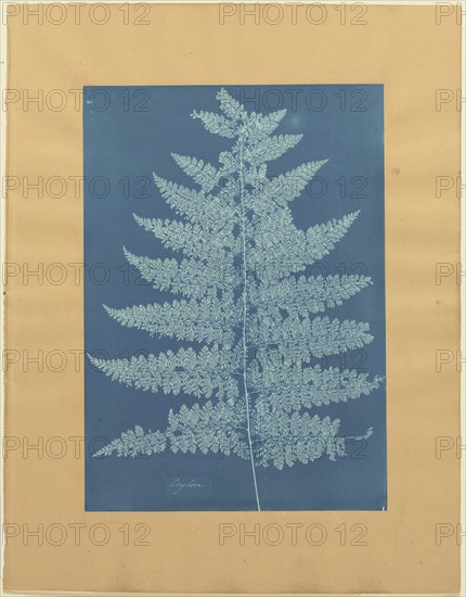 Ceylon,Fern; Anna Atkins, British, 1799 - 1871, and Anne Dixon, British, 1799 - 1877, 1854; Cyanotype; 44.9 × 24.7 cm