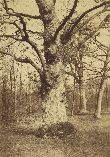 Gros Chene au Bois de Boulogne; Comte Olympe Aguado, French, 1827 - 1894, France; about 1855; Albumen silver print