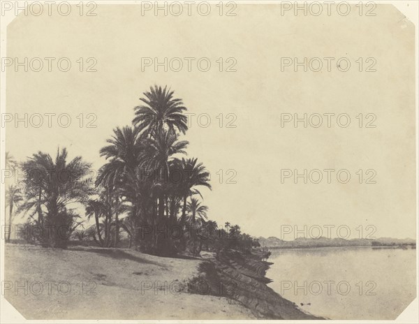 Etudes de dattiers; John Beasly Greene, American, born France, 1832 - 1856, Egypt; 1853 - 1854; Salted paper print from a waxed