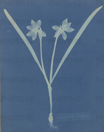 Leucojam Varium; Anna Atkins, British, 1799 - 1871, and Anne Dixon, British, 1799 - 1877, 1854; Cyanotype; 25.2 x 20 cm