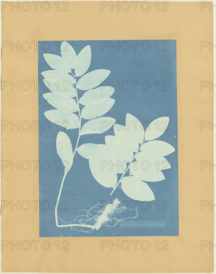 Convalaria Multiflora; Anna Atkins, British, 1799 - 1871, and Anne Dixon, British, 1799 - 1877, 1854; Cyanotype; 34.8 × 24.8