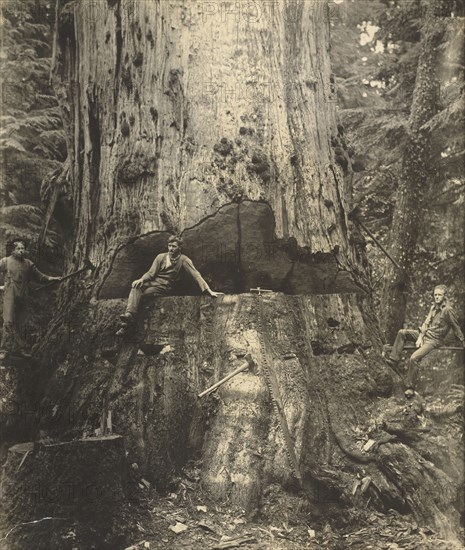 Felling a Cedar Tree, 30 Miles East of Seattle, 76 Feet in Circumference; Darius Kinsey, American, 1869 - 1945, Washington