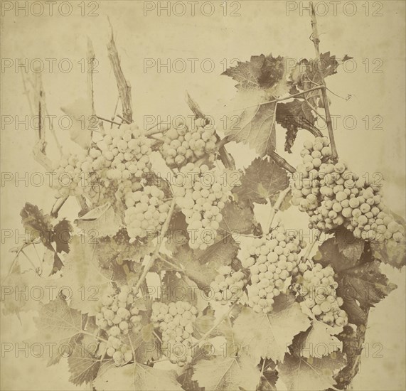 Grapes; Adolphe Braun, French, 1811 - 1877, France; about 1854 - 1860; Salted paper print; 44 x 45 cm 17 5,16 x 17 11,16 in