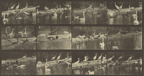 Animal Locomotion; Eadweard J. Muybridge, American, born England, 1830 - 1904, 1887; Collotype; 19.4 x 37.1 cm