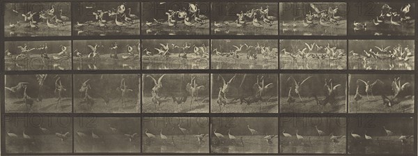 Animal Locomotion; Eadweard J. Muybridge, American, born England, 1830 - 1904, 1887; Collotype; 15.9 x 42.5 cm