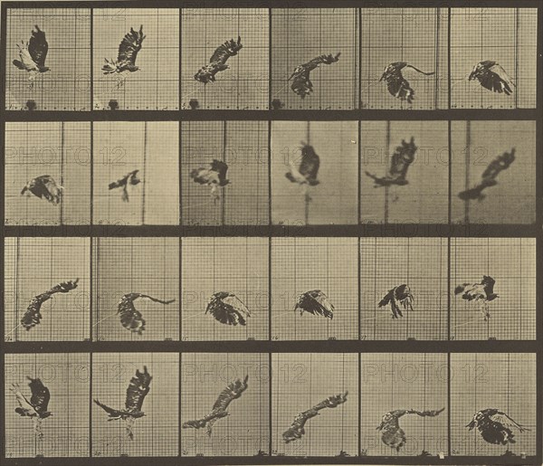 Animal Locomotion; Eadweard J. Muybridge, American, born England, 1830 - 1904, 1887; Collotype; 24.9 x 29.2 cm