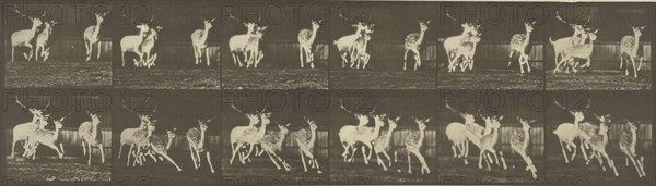 Animal Locomotion; Eadweard J. Muybridge, American, born England, 1830 - 1904, 1887; Collotype; 12.9 x 44.8 cm
