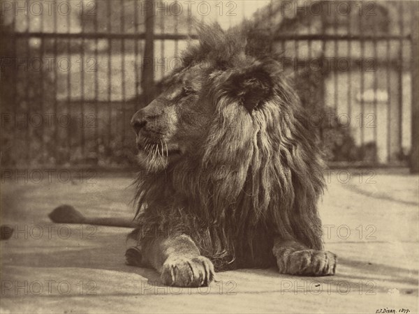 Lion at Zoo; Thomas James Dixon, British, 1857 - 1943, active about 1879 - 1908, 1879; Albumen silver print