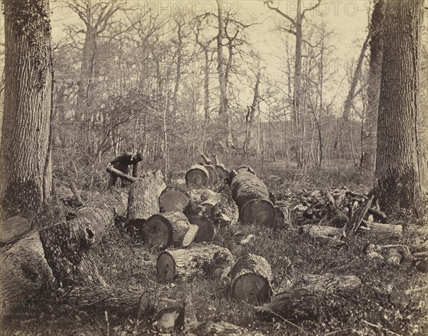 Forêt de Fontainebleau; Constant Alexandre Famin, French, 1827 - 1888, France; about 1875; Albumen silver print
