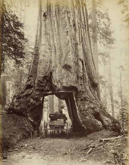 Section of Wawona, 28 feet diameter, 275 feet high, Mariposa Grove; I.W. Taber, American, 1830 - 1912, Mariposa, California