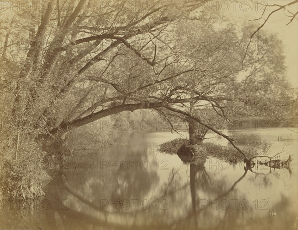 Nature Studies; Achille Quinet, French, 1831 - 1900, France; about 1875; Albumen silver print