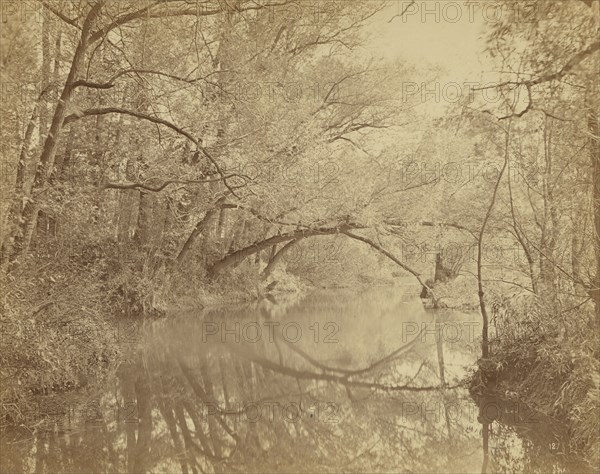 Nature Studies; Achille Quinet, French, 1831 - 1900, France; about 1875; Albumen silver print