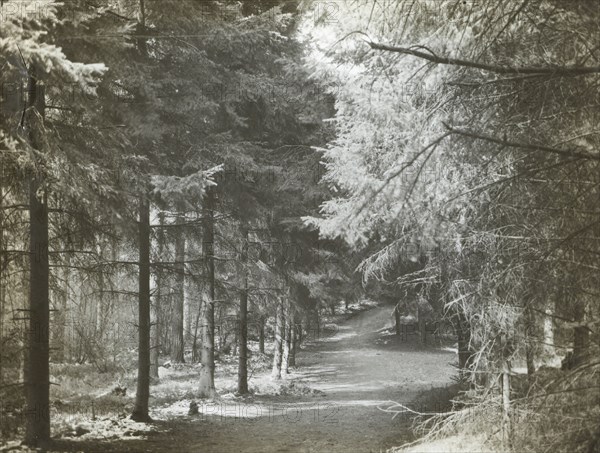 Redlands Woods, near Dorking; Frederick H. Evans, British, 1853 - 1943, April 1892; Lantern slide; 5.4 x 7.3 cm