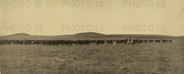 Cattle; Laton Alton Huffman, American, 1854 - 1931, 1878 - 1905; Gelatin silver print; 24.8 x 59.5 cm 9 3,4 x 23 7,16 in