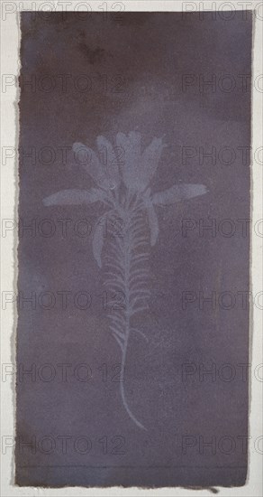 Botanical Specimen, Erica mutabolis, William Henry Fox Talbot, English, 1800 - 1877, England; March 1839; Photogenic drawing