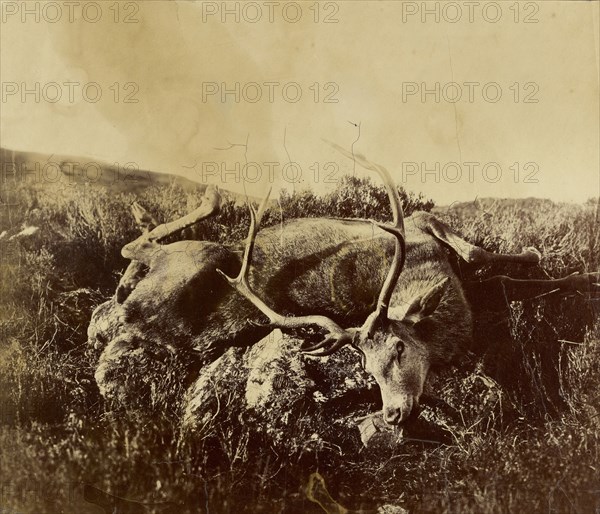 Dead stag on a rock; Attributed to Roger Fenton, English, 1819 - 1869, n.d; Albumen silver print